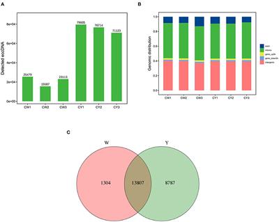 Identification and characterization of extrachromosomal circular DNA in Wei and Large White pigs by high-throughput sequencing